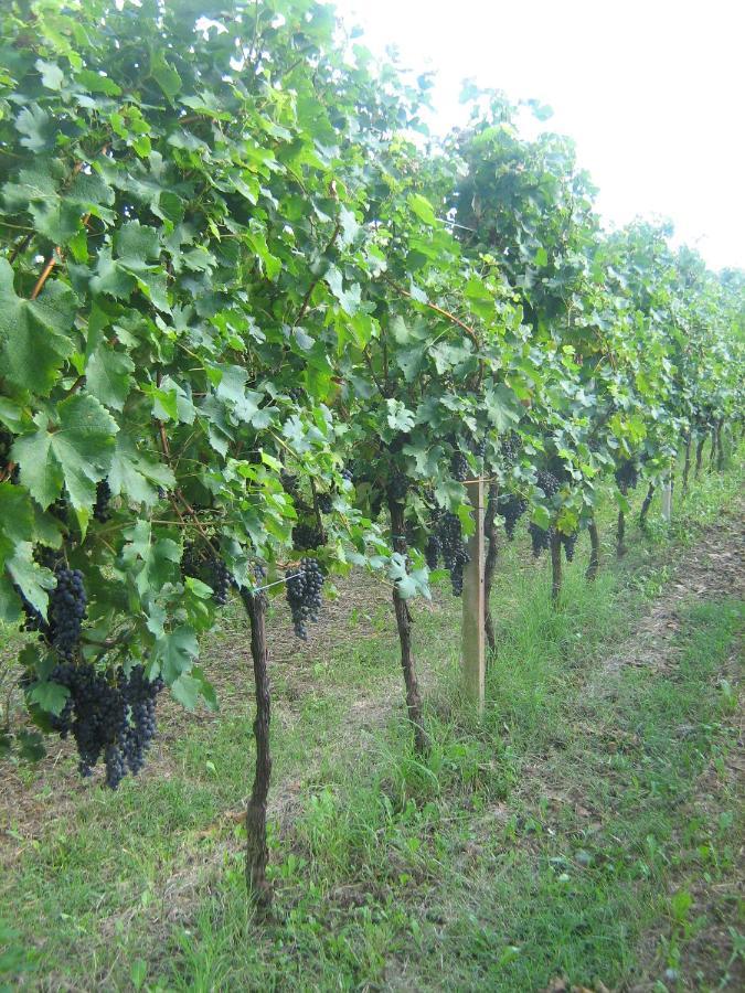 Borgo Di Corte - Alloggio Agrituristico Prestento المظهر الخارجي الصورة
